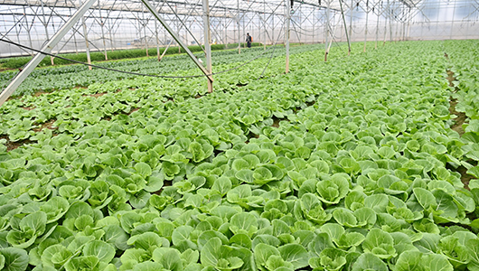 消毒剂PVPI：农业种植环境消毒的应用效果与关键注意事项